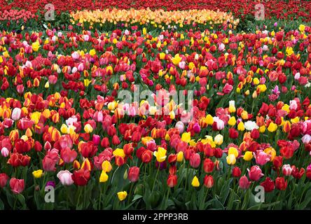 Hintergrund bunter blühender Tulpen auf dem Feld bei Amsterdam, Holland Stockfoto