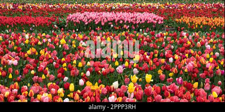 Hintergrund bunter blühender Tulpen auf dem Feld bei Amsterdam, Holland Stockfoto