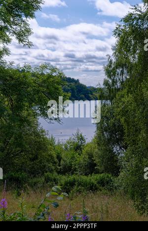 Ein Blick auf Loch Fithie durch die Bäume von einem Pfad im Murton Nature Reserve mit Blick nach Westen in Richtung Forfar an einem Summers Nachmittag. Stockfoto