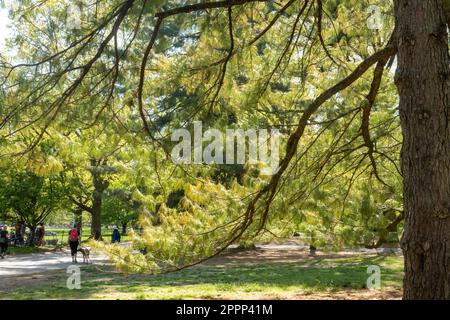 Der Spring Time Central Park ist eine wunderschöne urbane Oase in New York City, USA Stockfoto