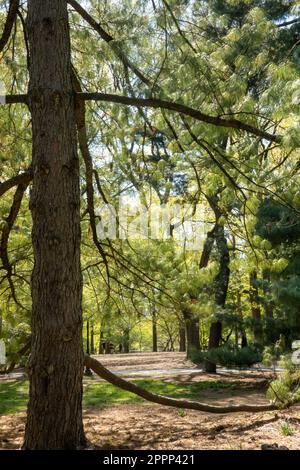 Der Spring Time Central Park ist eine wunderschöne urbane Oase in New York City, USA Stockfoto