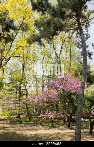 Der Spring Time Central Park ist eine wunderschöne urbane Oase in New York City, USA Stockfoto