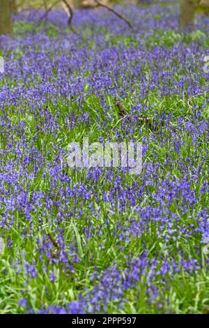 Bluebells, Ashridge, Dockey Wood Stockfoto