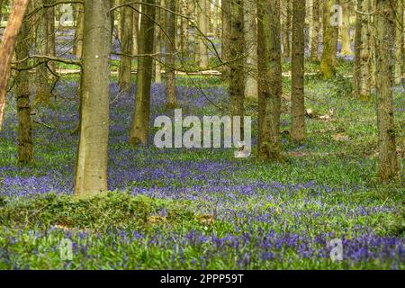 Bluebells, Ashridge, Dockey Wood Stockfoto