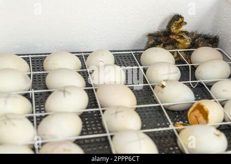 Erstgeborene Küken von Gänsen in einem Inkubator. Die ersten Küken sind in einem Inkubator geschlüpfte Goslings Stockfoto