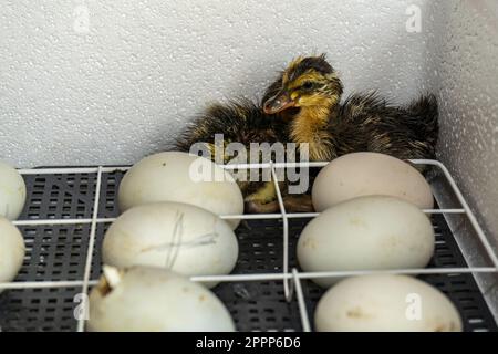 Erstgeborene Küken von Gänsen in einem Inkubator. Die ersten Küken sind in einem Inkubator geschlüpfte Goslings Stockfoto