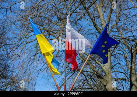 Flaggen der Ukraine, Polens, der Europäischen Union gegen den blauen Himmel und Baumstämme. Stockfoto
