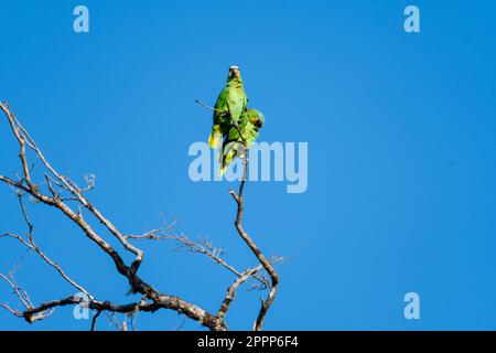 Süße Papageien, die sich im Sonnenlicht auf einem Baum kuscheln und lieben. Stockfoto