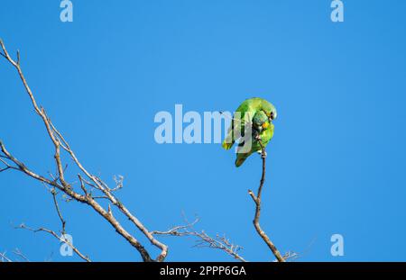 Ein Paar Amazone-Papageien mit orangefarbenen Flügeln putzen Federn auf einem Baum im Regenwald von Trinidad und Tobago. Stockfoto