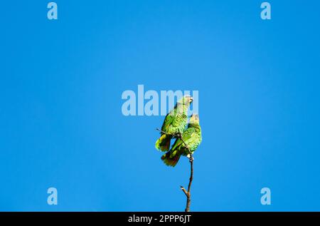 Zwei flauschige Papageien, die ihre Federn im blauen Himmel verbreiten. Stockfoto