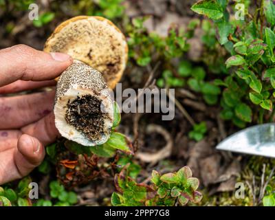 Enthält einen abgeschnittenen weißen Pilz, der von Würmern gefressen wurde. Würstchen-Pilz. Pilzpflücken im Herbst. Stockfoto