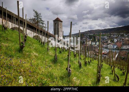 Das Munot, umgeben von Weinbergen in Schaffhausen, Schweiz Stockfoto