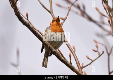 European Robin singt im Frühling im Regents Park im Zentrum von London, England, Großbritannien. Stockfoto
