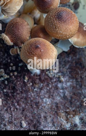 Mexikanische gesunde Psilocybe-Pilze in feuchter Plastikbox auf heißem Brett Stockfoto