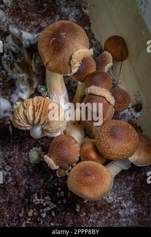 Mexikanische gesunde Psilocybe-Pilze in feuchter Plastikbox auf heißem Brett Stockfoto