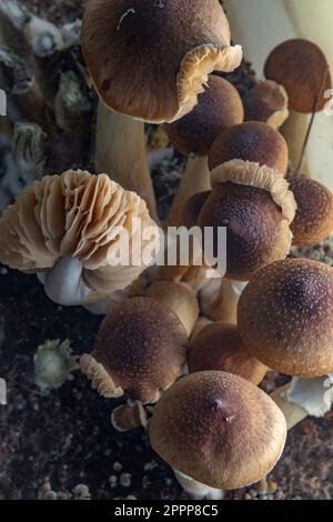 Mexikanische gesunde Psilocybe-Pilze in feuchter Plastikbox auf heißem Brett Stockfoto