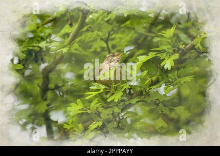 Passer domesticus, ein einzelner Passer-Hausspatz, das digitale Aquarellgemälde auf einem Sitzplatz im Vereinigten Königreich. Stockfoto