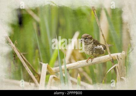 Eine einzige Passerine House Sparrow digitale Aquarellmalerei. Passer domesticus auf einem Steg mit Fliegen im Schnabel. Stockfoto