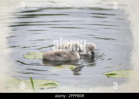 Ein digitales Aquarellgemälde eines Paars von Mute-Swan-Zygneten, Cygnus olor, das sich auf einem Teich in Großbritannien ernährt. Stockfoto