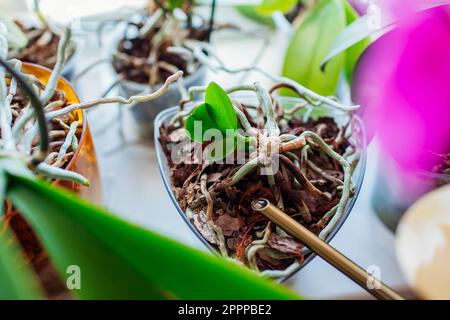 Babyorchideen gießen, die auf dem Stiel einer toten Mutterpflanze in Topf auf Fensterbank wachsen. Die vermehrende Phalaenopsis orchidea zu Hause. Dry starb von alten Hauspflanzen Stockfoto