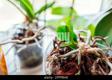 Baby-Orchideen, die auf dem Stiel einer toten Mutterpflanze wachsen, im Topf auf dem Fensterbrett. Die vermehrende Phalaenopsis orchidea zu Hause. Junge, winzige Sprossen auf Hure kultivieren Stockfoto