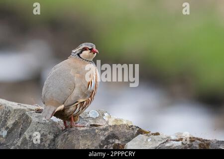 Rotbein-Rebhuhn - alectoris rufa - steht auf einer Trockenmauer - Yorkshire Dales, England, Großbritannien Stockfoto