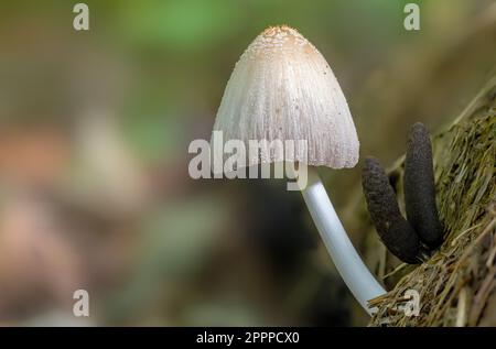 Firerug InkCap, Coprinellus domesticus und Dead man's Fingers Xylaria polymorpha Stockfoto