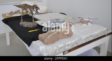 Stadt: Marilia, São Paulo, Brasilien - 27. Oktober 2022: Kleine Nachbildung eines Dinosauriers im Labor des Paläontologiemuseums in der Stadt Maríli Stockfoto