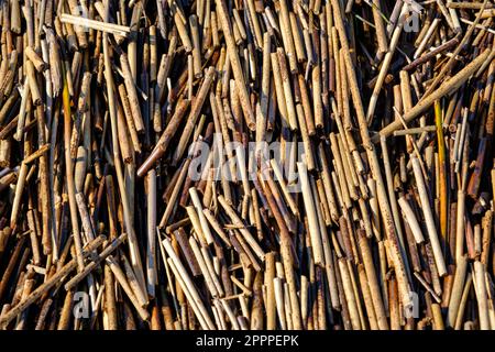 Nahaufnahme von Zuckerrohrstöcken an einem Strand im Frühling. Skript. Nahaufnahme von trockenen kurzen Stöcken. Hintergrund aus natürlichen Materialien. Kleine trockene Stücke Stockfoto