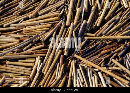 Nahaufnahme von Zuckerrohrstöcken an einem Strand im Frühling. Skript. Nahaufnahme von trockenen kurzen Stöcken. Hintergrund aus natürlichen Materialien. Kleine trockene Stücke Stockfoto