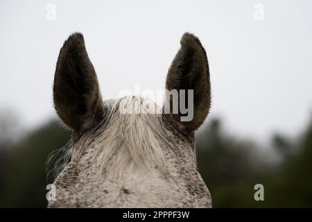 Eine Nahaufnahme eines von Flöhen gebissenen grauen Pferdeohres Stockfoto