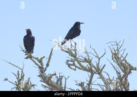 kap-Krähen auf einem Baum in etosha Stockfoto