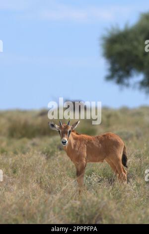 Porträt eines oryxantilopen Kalbes in etosha Stockfoto