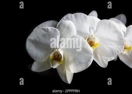 Extreme Nahaufnahme einer weißen Orchidee. Stockfoto