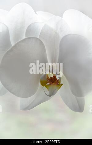 Extreme Nahaufnahme einer weißen Orchidee. Stockfoto