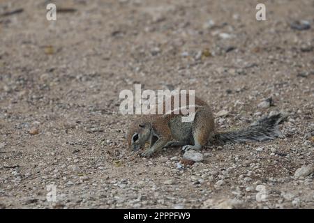 gopher in der Wildnis von etosha Stockfoto