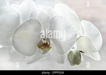 Extreme Nahaufnahme einer weißen Orchidee. Stockfoto