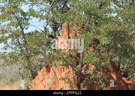 Termitenhügel in der Wildnis von etosha Stockfoto