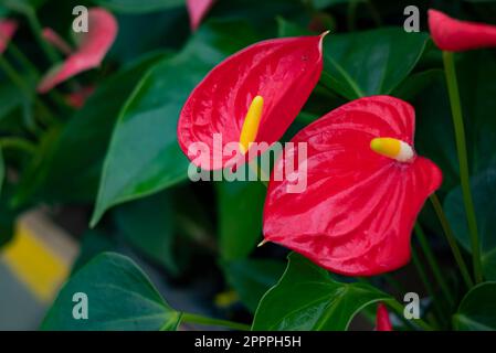 Anthurium ist eine Gattung von etwa 1.000 Arten blühender Pflanzen, die größte Gattung der Arum-Familie, Araceae. Allgemeine gebräuchliche Bezeichnungen umfassen Anthurium Stockfoto