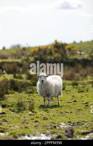 Devon & Cornwall Longwool Sheep, Bodmin Moor, Cornwall UK Stockfoto