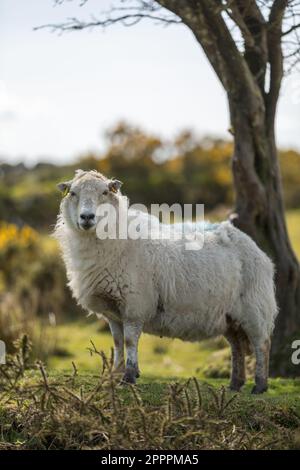 Devon & Cornwall Longwool Sheep, Bodmin Moor, Cornwall UK Stockfoto