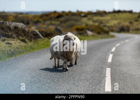 Devon & Cornwall Longwool Sheep, Bodmin Moor, Cornwall UK Stockfoto