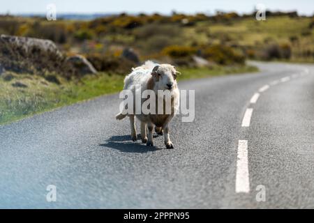 Devon & Cornwall Longwool Sheep, Bodmin Moor, Cornwall UK Stockfoto