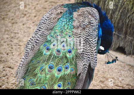 Pfau Stockfoto