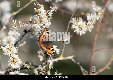 Ein kleiner Schmetterling (Aglais urticae), der sich im April von Schwarzdornblüten (Prunus Spinosa) ernährt Stockfoto