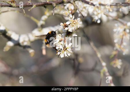 Eine Bumblebee (Bombus Terrestris) sammelt Pollen auf Blackthorn (Prunus Spinosa) Blossom am frühen Abend im Frühling Stockfoto