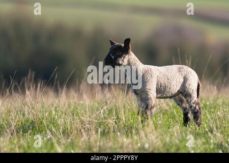 Ein Lamm, das allein auf einem Feld steht und am späten Nachmittag im Sonnenschein im April prahlt Stockfoto