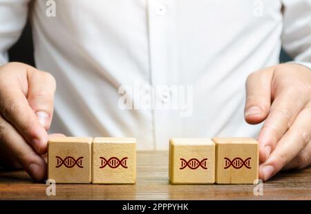 Genommodifikation. Manipulation der DNA eines Organismus in einer kontrollierten Umgebung, um ein bestimmtes Ergebnis zu erzielen. Verbessern Sie die Leistung des Organismus, Resistenz Stockfoto