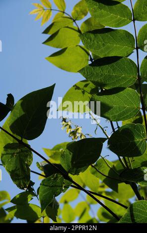 Decaisnea fargesii Stockfoto