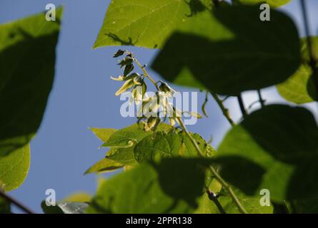 Decaisnea fargesii Stockfoto